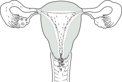 Charting The Menstrual Cycle Obgyn Key