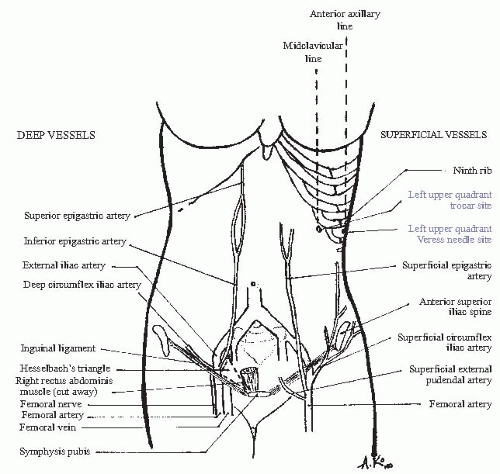 Anatomy of the Female Pelvis | Obgyn Key