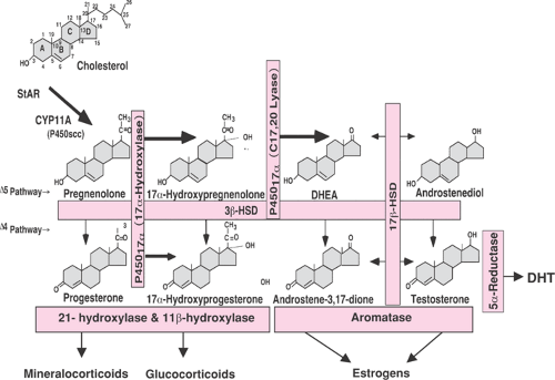 adrenal gland production