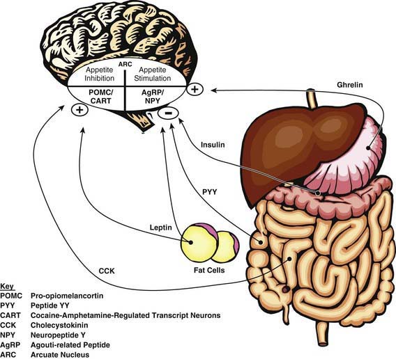 Overweight and Obesity | Obgyn Key