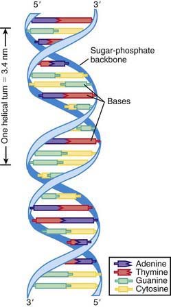 The Human Genome | Obgyn Key