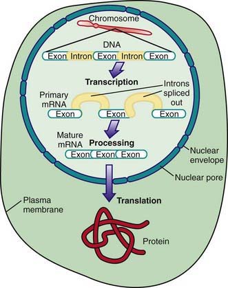 The Human Genome | Obgyn Key