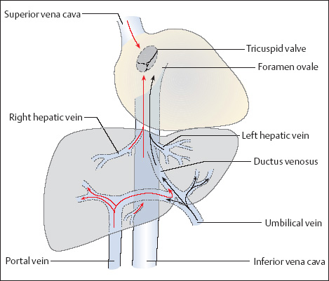 fetal ductus venosus