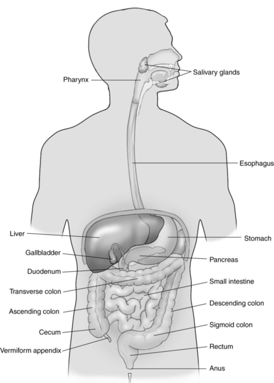 Gastrointestinal tract | Obgyn Key