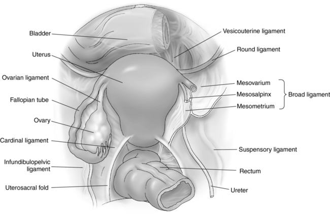 Pelvic Anatomy: Bone & Ligaments