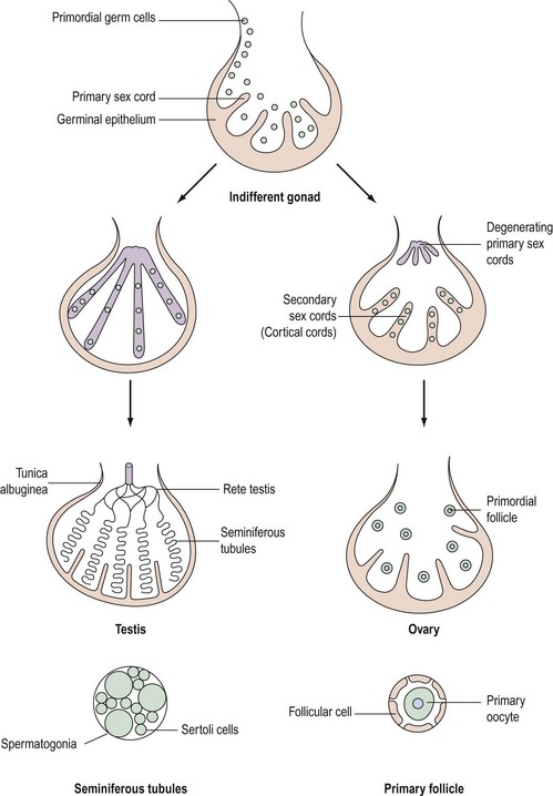 Sexual Differentiation Normal And Abnormal Obgyn Key 2483