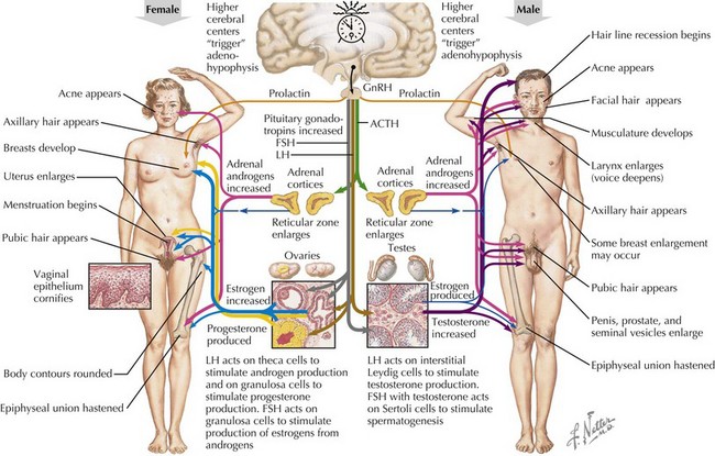 Title: Physical Development in Girls: What to Expect During Puberty: Center  for Women's Health: OB-GYNs