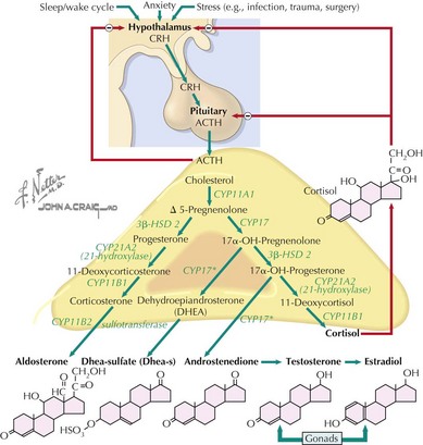 adrenal gland hormone synthesis