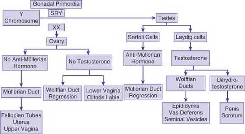 Ambiguous Genitalia In The Newborn And Disorders Of Sex Development