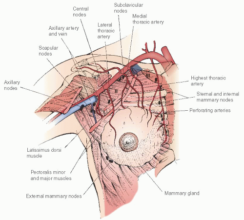 Linear breast measurements: (A) mid-calvicular to nipple, (B