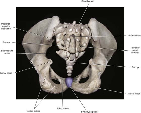 Introduction to Pelvic Anatomy 1 | Obgyn Key