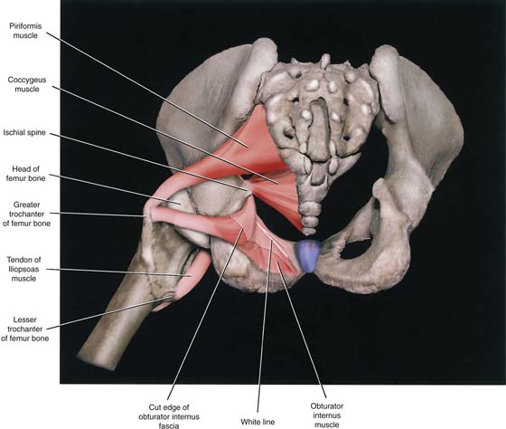 obturator internus muscle