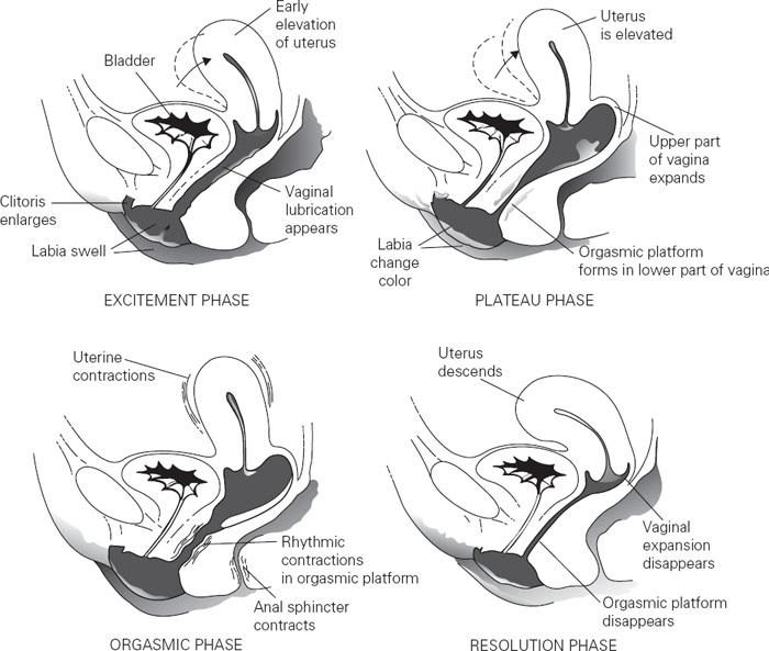 Female Sexual Function and Dysfunction Obgyn Key