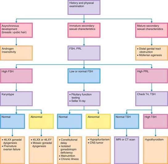 Puberty Obgyn Key 