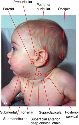 occipital lymph node location