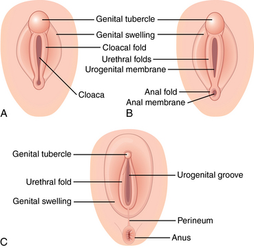 Testosterone development