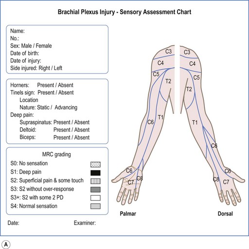 Muscle Assessment Chart