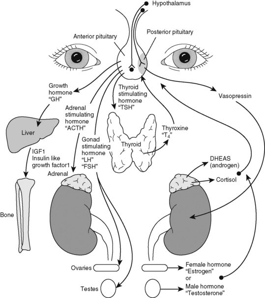 Diagram of Hypothalamus and Pituitary