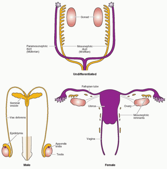 Testes And Ovaries