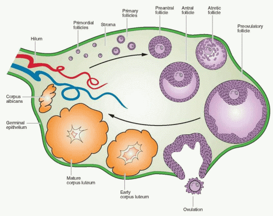 The Ovary—Embryology And Development | Obgyn Key