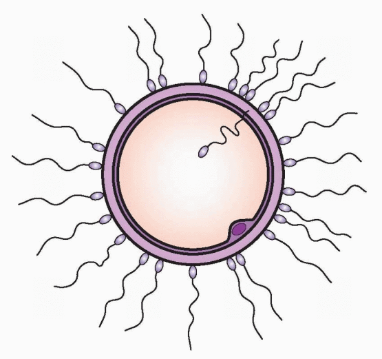 sperm and egg fertilization process