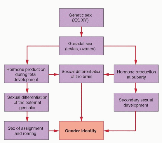 Normal And Abnormal Sexual Development Obgyn Key