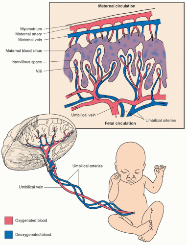 fetal maternal circulation