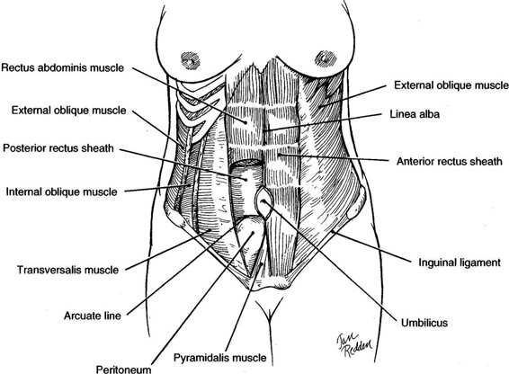 Anatomy, Incisions, and Closures