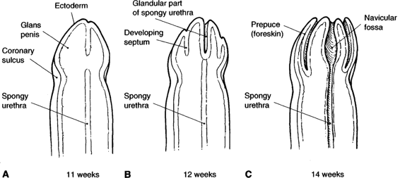 Sulcus Of Glans Penis