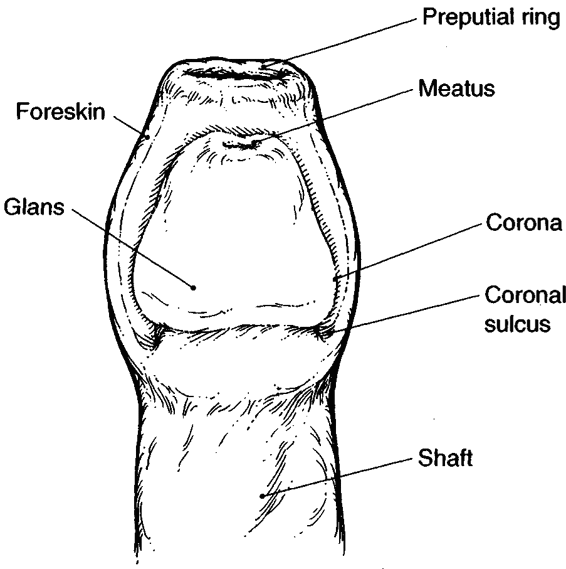 coronal sulcus pénisz