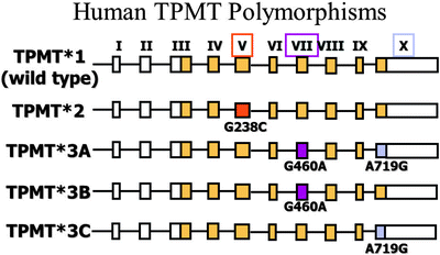 A126025_2_En_25_Fig2_HTML.gif