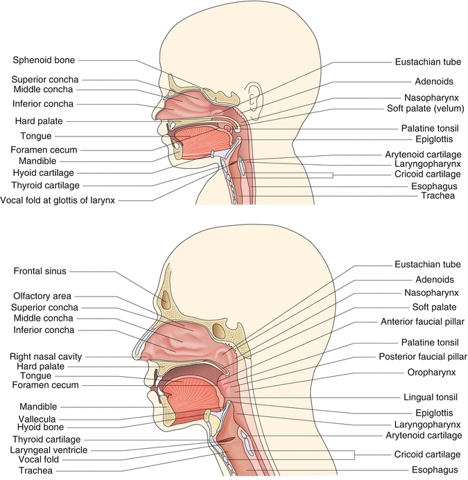 A187909_1_En_4_Fig1_HTML.gif