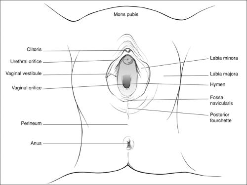 Prepubertal Vagina