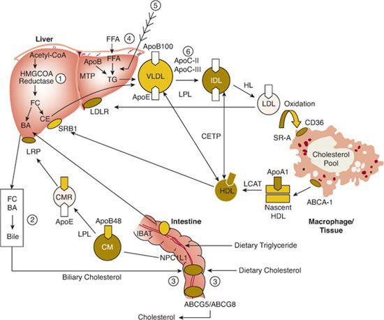 Lipoprotein Pathway