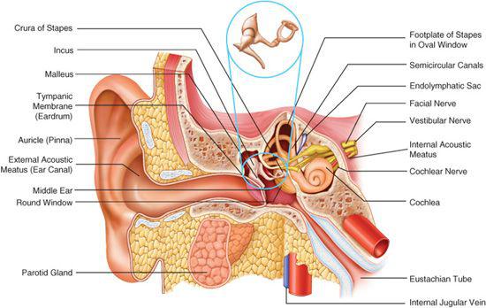 Middle and Inner Ear Anatomy - Malleus, Incus, Stapes