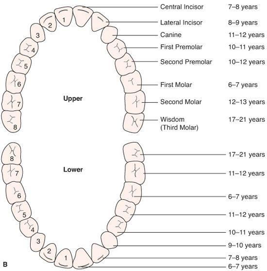 . Dental Occlusion and Its Management | Obgyn Key