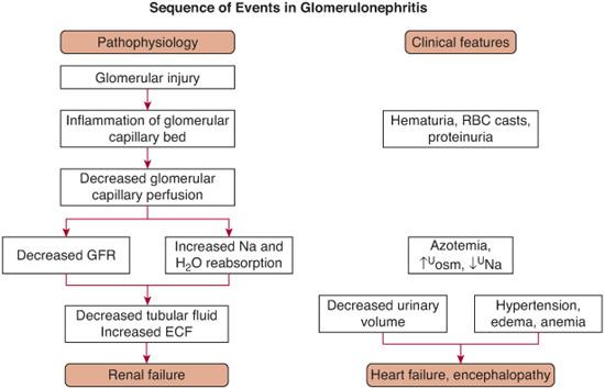 glomerulonephritis pathophysiology