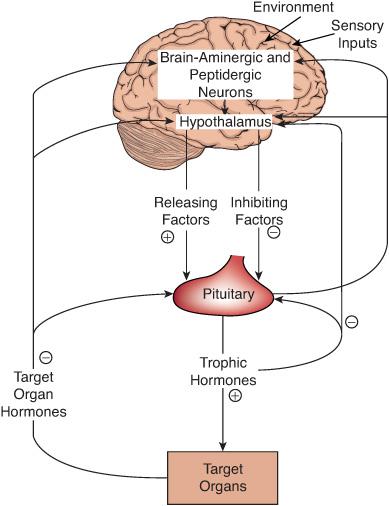 Pituitary Hormones Feedback