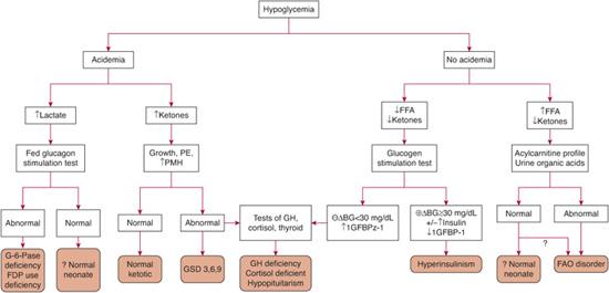 . Endocrine Causes of Hypoglycemia | Obgyn Key