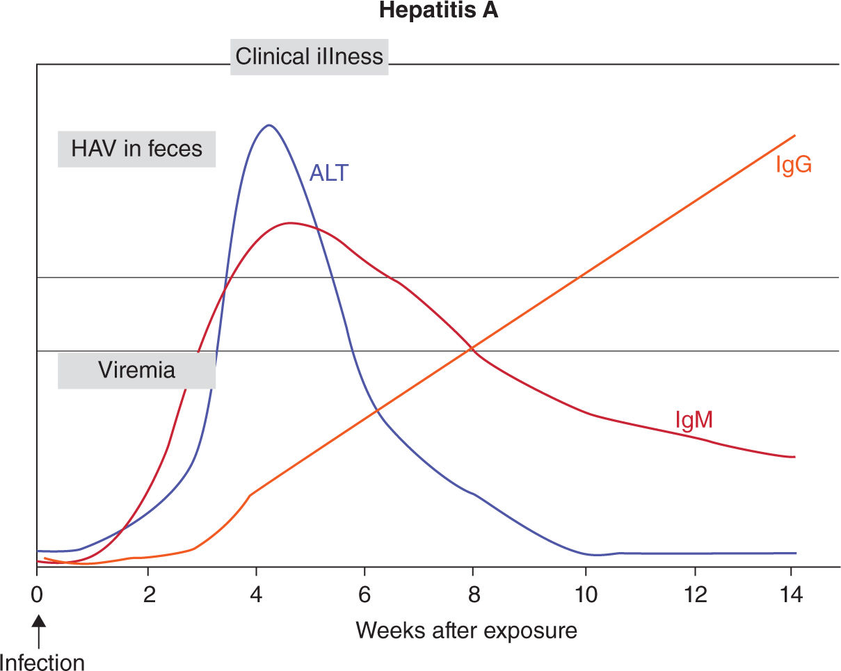 Hepatitis Obgyn Key