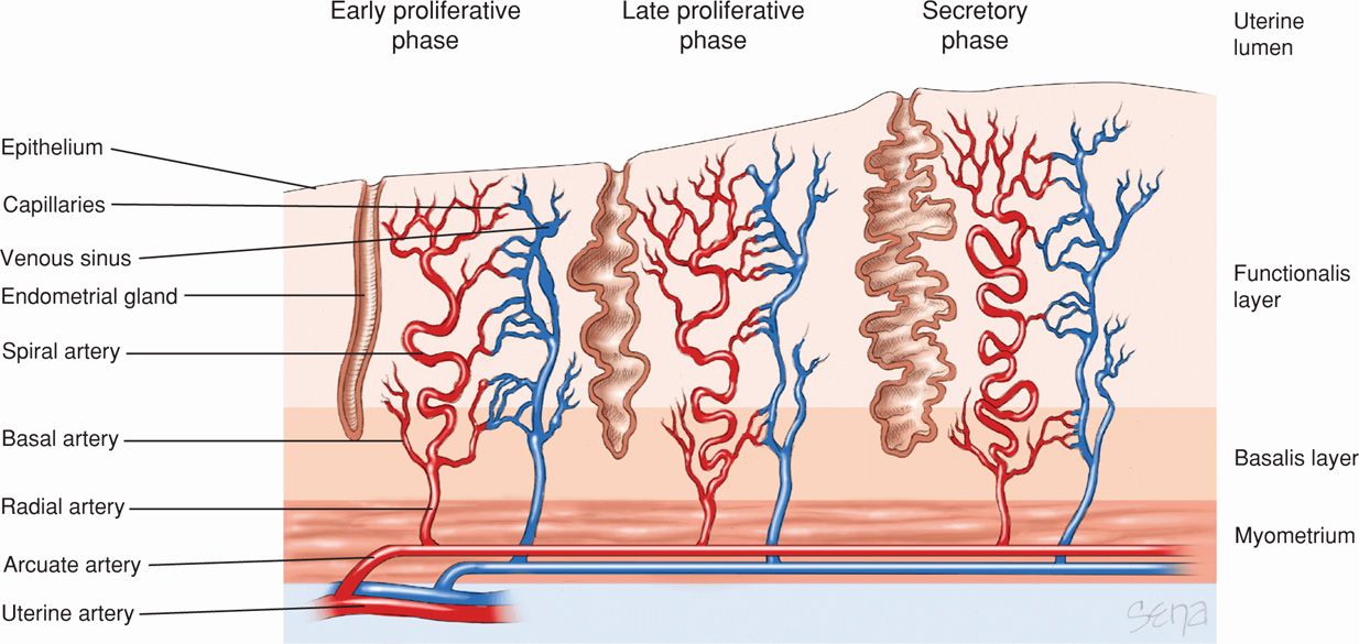 Uterine Layers Uterine Layers