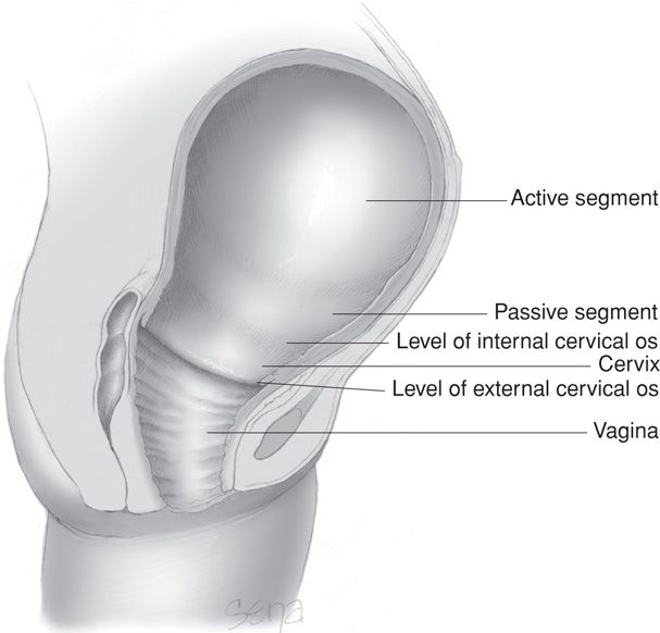 Physiology of Labor Obgyn Key