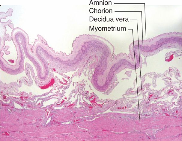 Normal Labor and Delivery The Obstetrics and Gynecology Hospital of Fudan  University Jing-Xin Ding. - ppt download