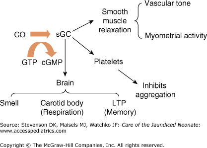 Bilirubin Production And Its Measurement | Obgyn Key