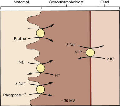 Placental Anatomy And Physiology | Obgyn Key