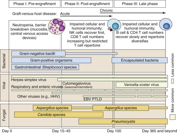 Opportunistic Infections In Hematopoietic Stem Cell Transplantation ...