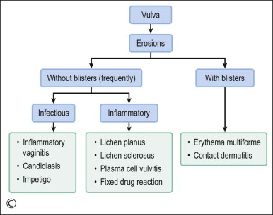 Vulvar Dermatoses And Infections | Obgyn Key