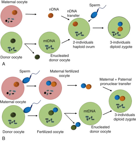 Preimplantation Genetic Testing | Obgyn Key