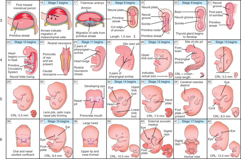 Fetal Organ Development Timeline