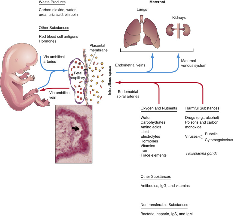 Placenta And Fetal Membranes | Obgyn Key